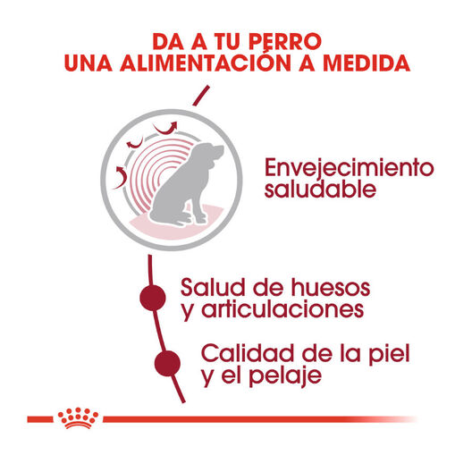 Royal Canin Medium 10+ Ageing pienso para perros, , large image number null